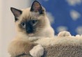 домашни котки